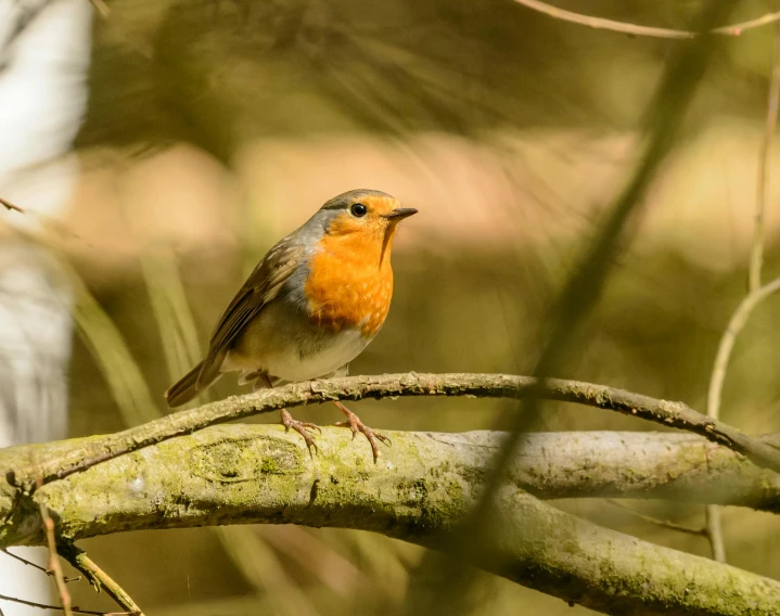 a small bird sitting on top of a tree branch, robin, woodland, facing the camera, in the sun