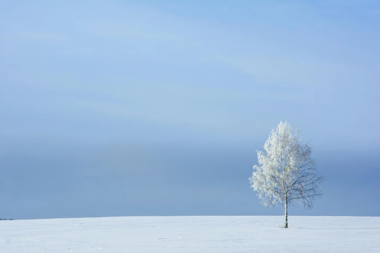 a lone tree in the middle of a snowy field, unsplash contest winner, minimalism, birch, white and pale blue, peter guthrie, holiday season
