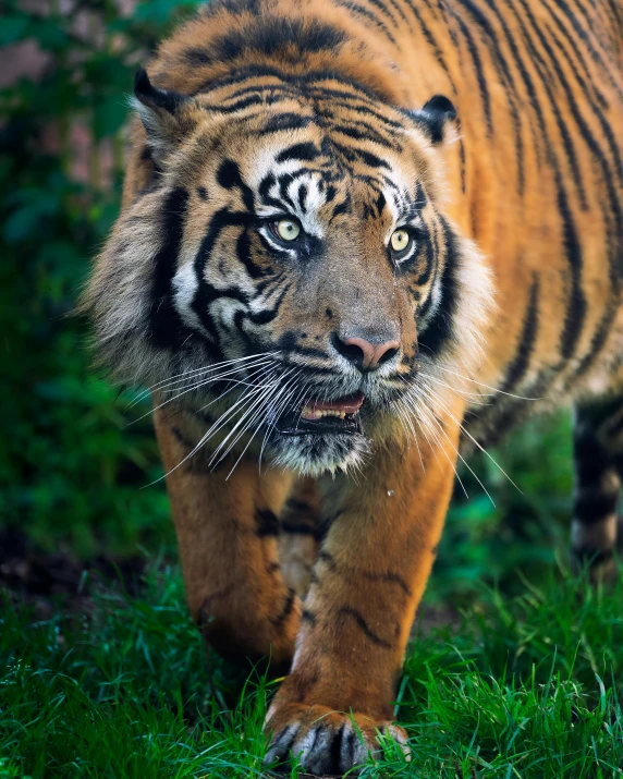 a tiger walking across a lush green field, unsplash, sumatraism, lgbtq, lovingly looking at camera, aged 2 5, ((tiger))