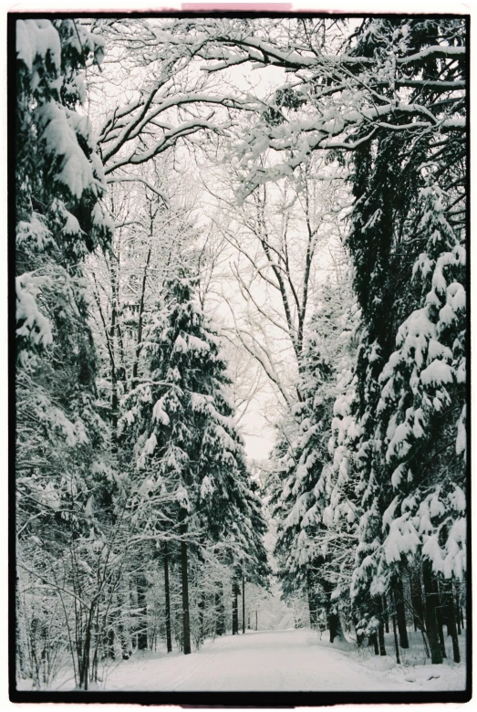 a black and white photo of snow covered trees, renaissance, ((trees)), vertical, savory, minn