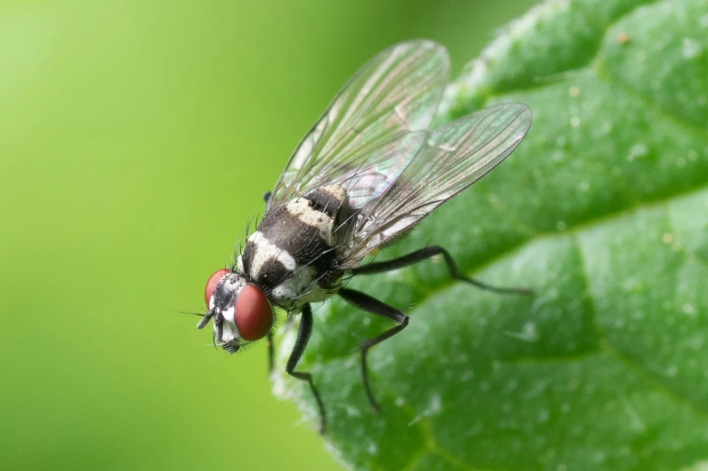 a close up of a fly on a leaf, pexels contest winner, hurufiyya, posing for camera, avatar image, grey, full body in shot