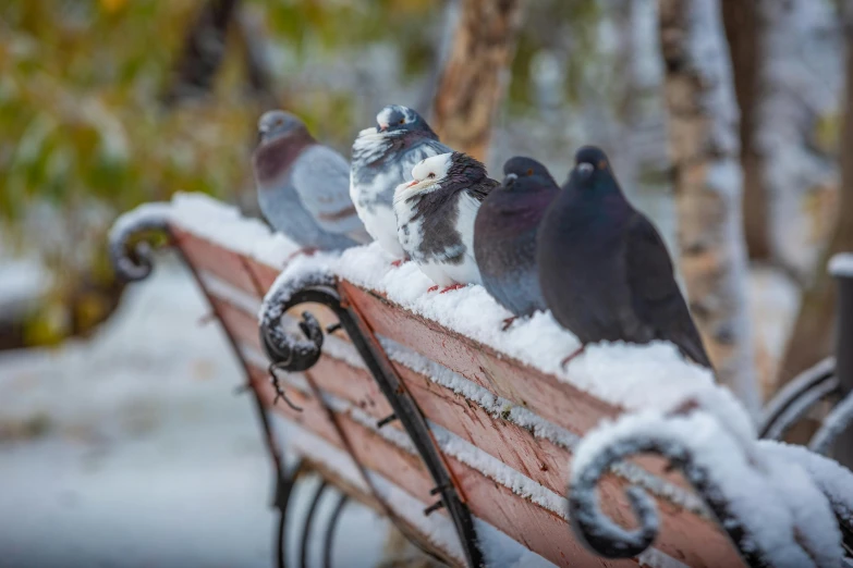 a group of pigeons sitting on top of a wooden bench, in the snow, sitting on a park bench, 🦩🪐🐞👩🏻🦳, unsplash photo contest winner