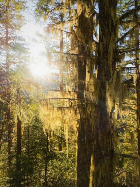 the sun shines through the trees in the forest, a portrait, inspired by Patrick Dougherty, unsplash contest winner, haida gwaii, golden hour 4k, hanging, 2025