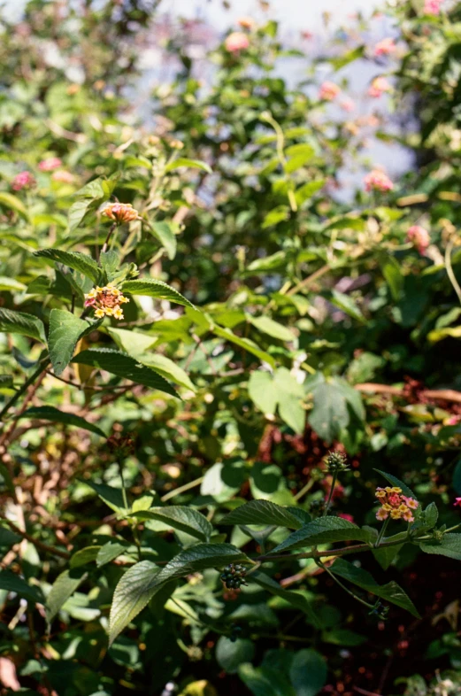 a butterfly sitting on top of a leaf covered tree, by Edward Ben Avram, hurufiyya, raspberries, densely packed buds of weed, background: assam tea garden, photographed in film