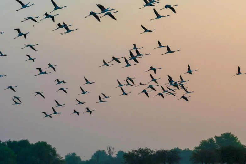 a flock of birds flying over a body of water, crane, ai biodiversity, thumbnail, afar
