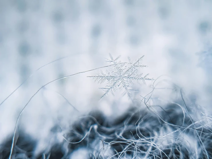 a snowflake sitting on top of a pile of fur, a macro photograph, by Adam Marczyński, unsplash contest winner, multiple stories, ilustration, mikko lagerstedt, white and blue