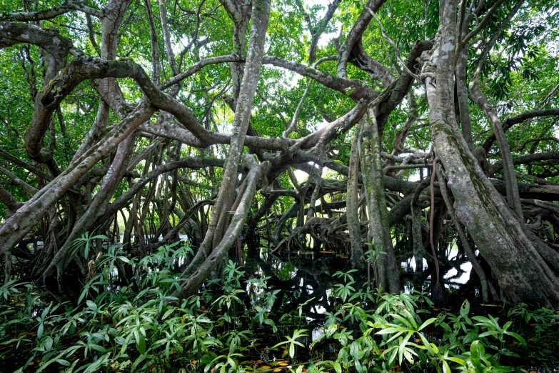 a group of trees that are next to a body of water, hurufiyya, jungle vines, intricate roots, istock, mangrove trees