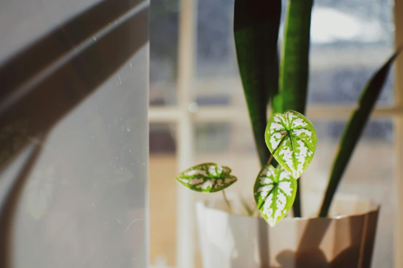 a close up of a plant in a vase on a window sill, pexels contest winner, green and white, microchip leaves, instagram post, houseplant