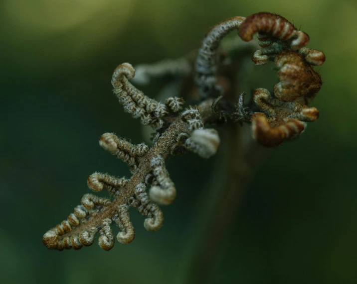 a close up of a plant with leaves, a macro photograph, by Attila Meszlenyi, pexels contest winner, renaissance, full view of seahorse, worm brown theme, quixel megascans, oak leaves