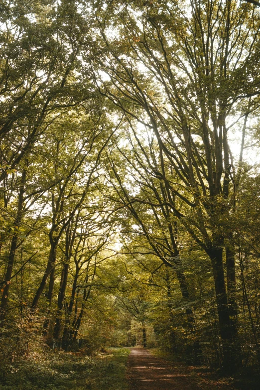 a dirt road in the middle of a forest, by Jacob Toorenvliet, trees with lots of leaves, overhanging branches, full frame image, 2 5 6 x 2 5 6 pixels