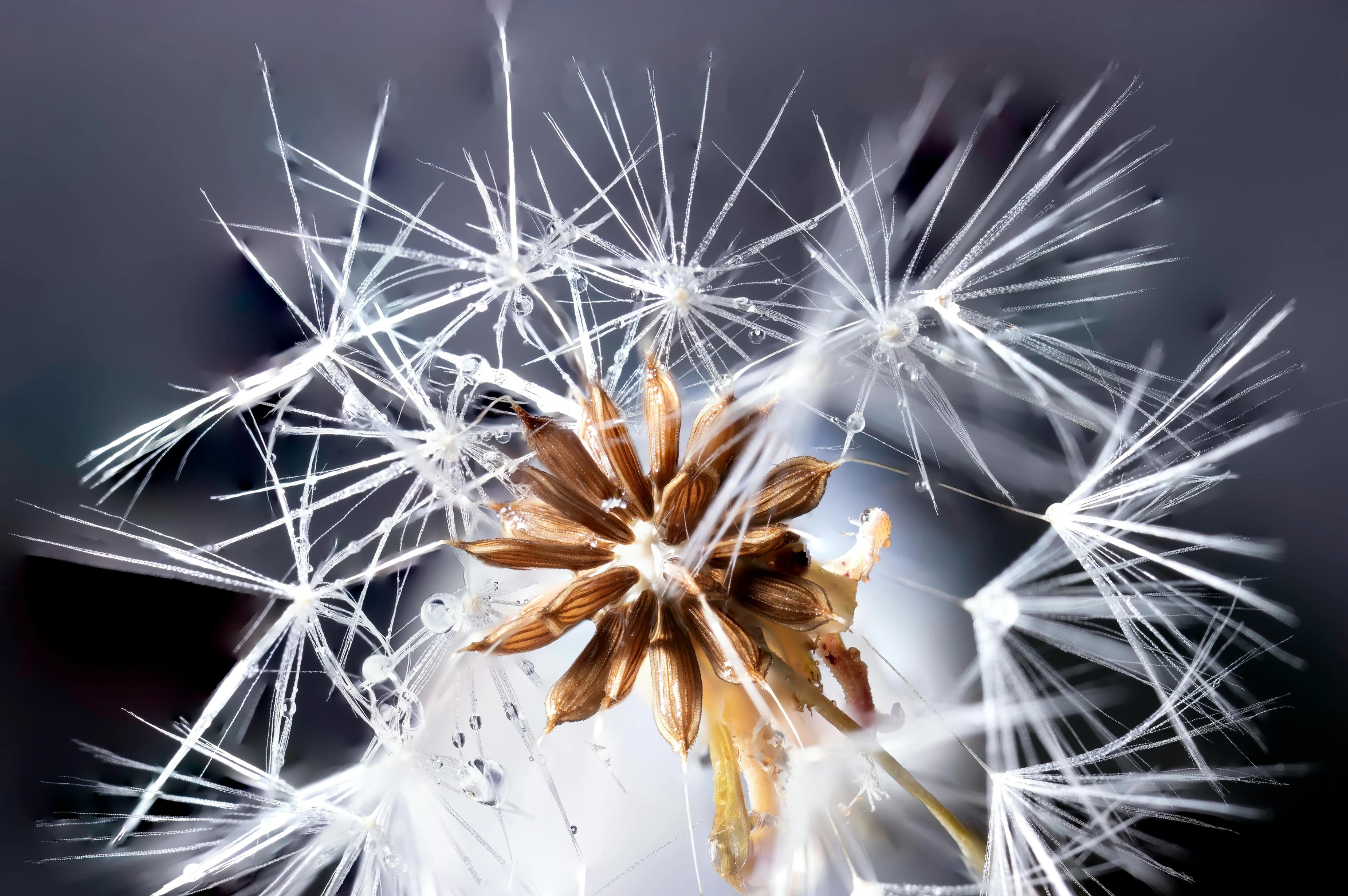 a close up of a dandelion with seeds, a macro photograph, by Paul Davis, shutterstock contest winner, art photography, cracking glass through reality, ultrarealistic illustration, floating crystals, stunning screensaver