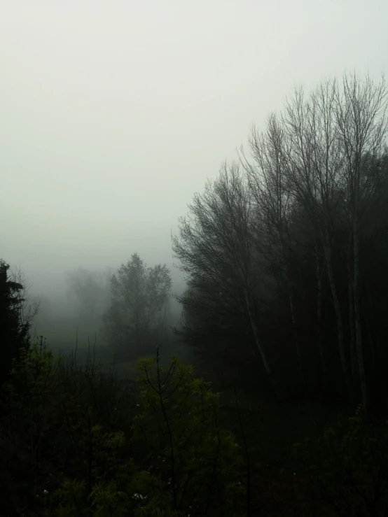 a foggy forest filled with lots of trees, inspired by Gregory Crewdson, pexels contest winner, gray sky, grey, trees outside, ((mist))