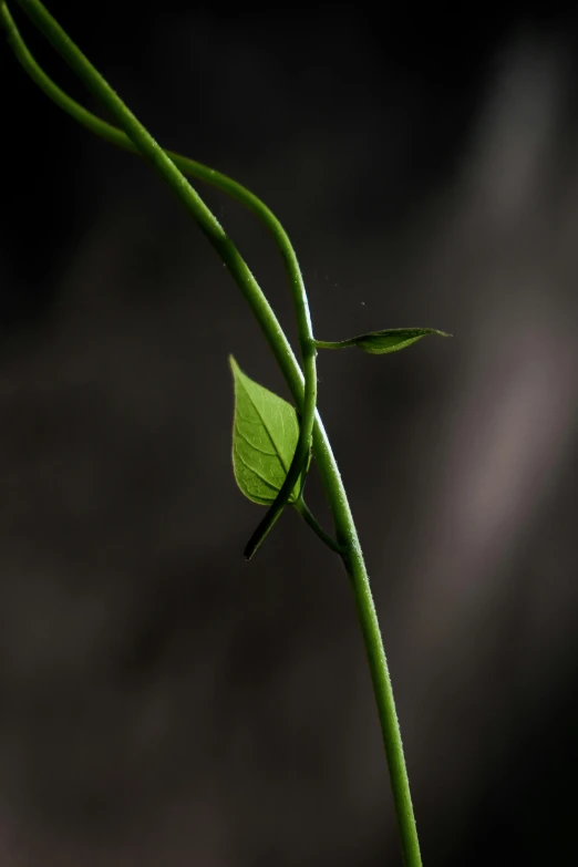 a close up of a stem of a plant, a macro photograph, inspired by Robert Mapplethorpe, unsplash, photorealism, green vines, in the spotlight, taken in the late 2010s, ((still life))