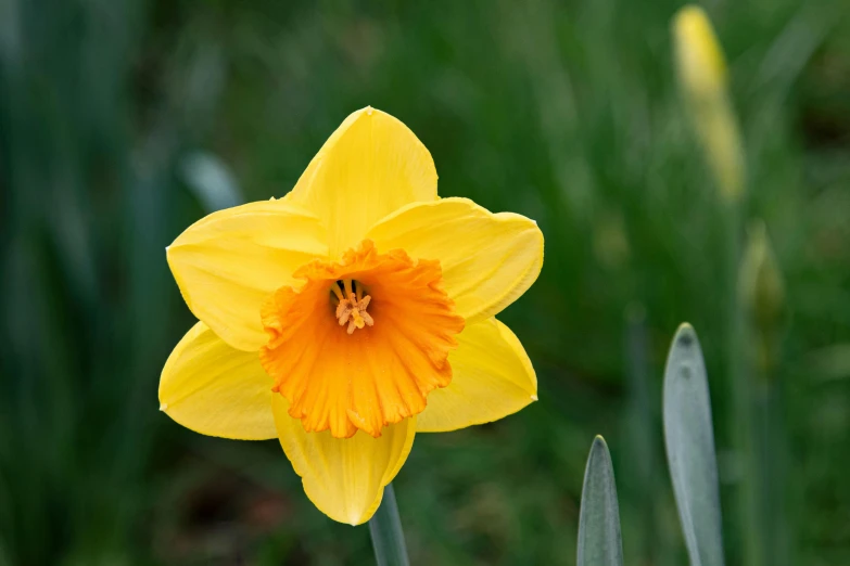 a close up of a yellow flower in a field, by David Simpson, unsplash, daffodils, high angle close up shot, no cropping, 2022 photograph