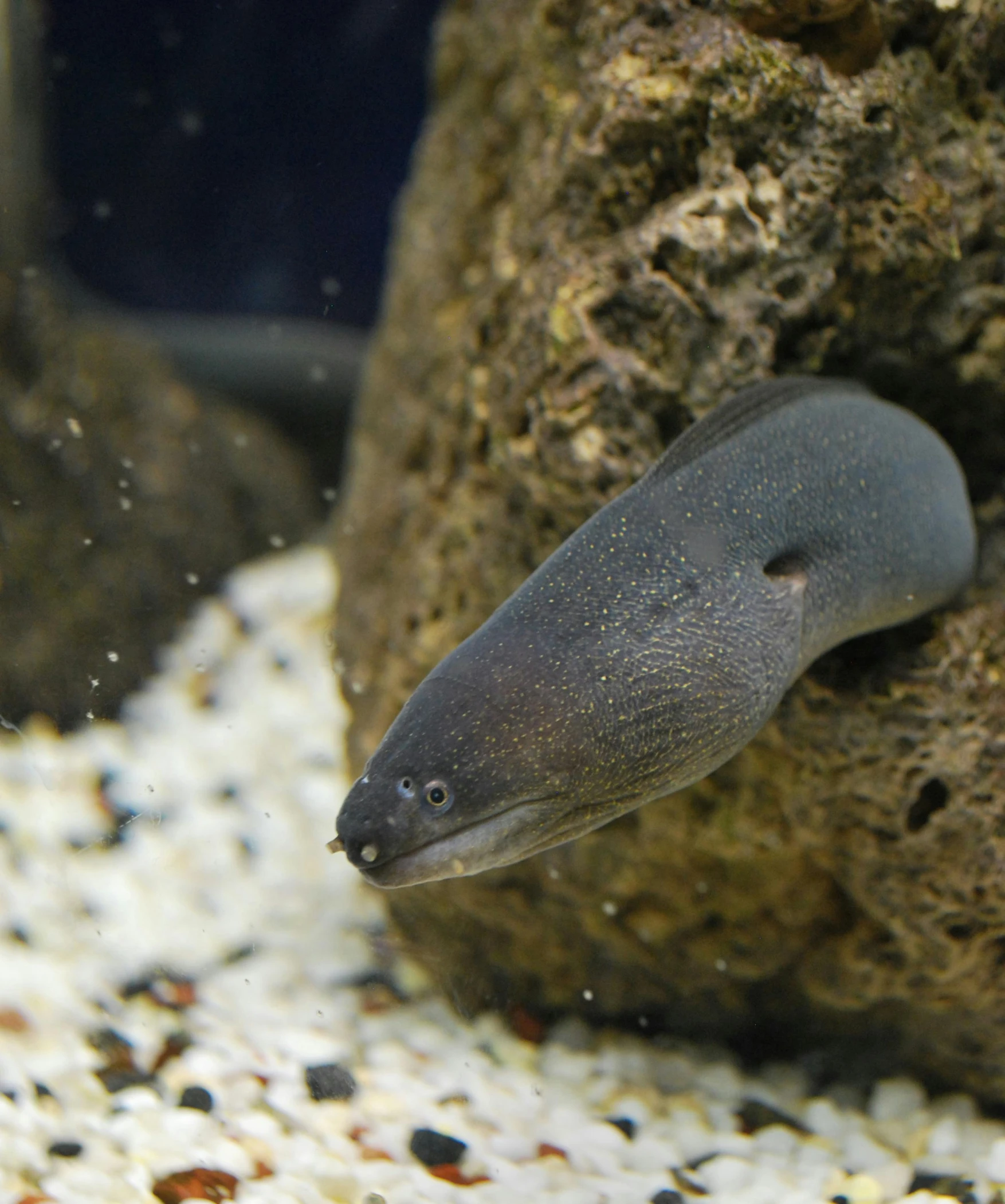a close up of a fish in an aquarium, featured on reddit, mingei, gulper eel, with a whitish, tiny thin mustache, smooth cave rock