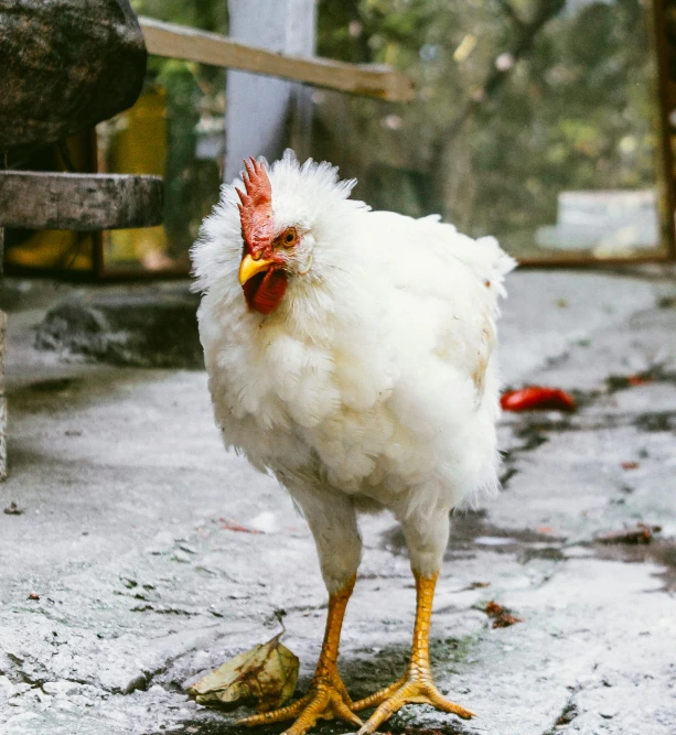 a white chicken standing next to a wooden bench, by Elsa Bleda, unsplash, covered in white flour, fierce - looking, indonesia, a tall