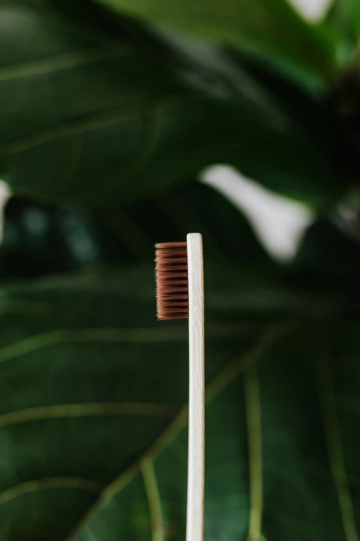 a close up of a toothbrush in front of a plant, dark brown, profile image, wooden staff, less detailing