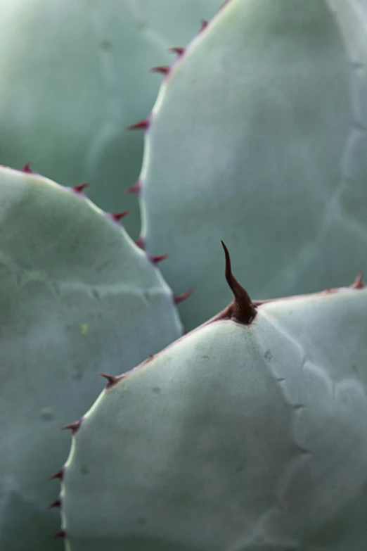 a close up view of a cactus plant, a macro photograph, photorealism, 'untitled 9 ', sharp focus »