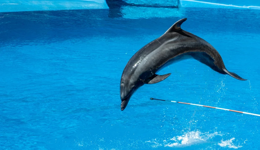 a dolphin jumping out of the water with a stick in it's mouth, pexels contest winner, arabesque, amusement park attractions, monaco, youtube thumbnail, panels