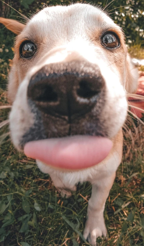 a brown and white dog sticking its tongue out, unsplash, photorealism, instagram selfie, square nose, high quality photo, 90s photo