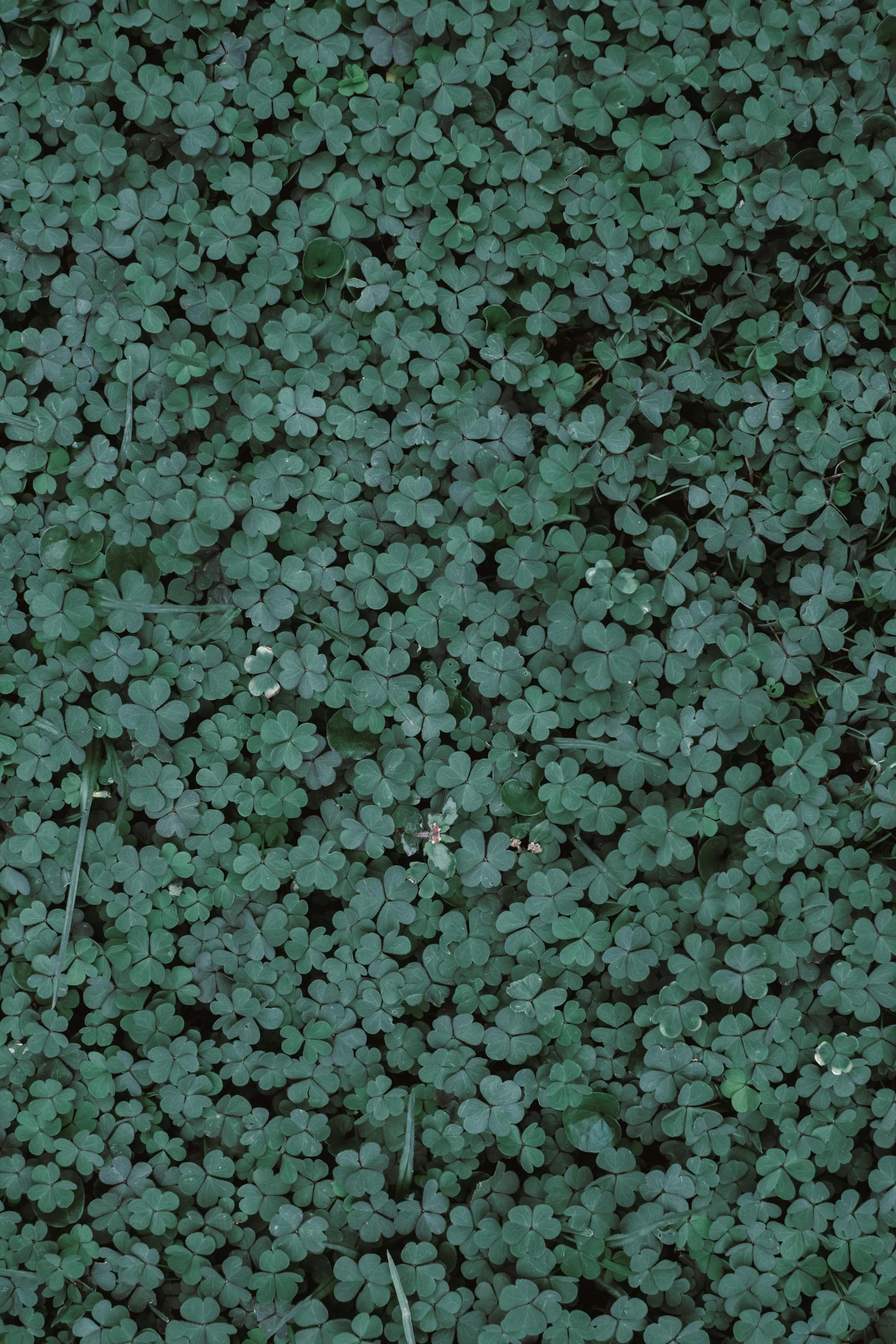 a red fire hydrant sitting on top of a lush green field, a digital rendering, by Attila Meszlenyi, background full of lucky clovers, 2 5 6 x 2 5 6, hasui kwase, seen from straight above