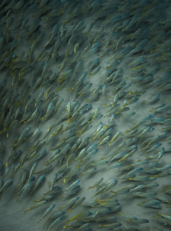 a bunch of fish that are swimming in the water, a microscopic photo, by Carey Morris, reddit, alessio albi, flock of birds, yellow pupils, thin blue arteries