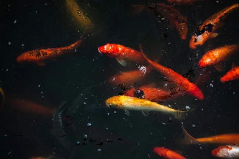 a group of koi fish swimming in a pond, an album cover, by Adam Marczyński, trending on pexels, renaissance, red black white golden colors, color ( sony a 7 r iv, brown, eating