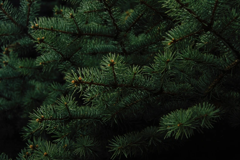 a close up of a pine tree with green needles, an album cover, inspired by Elsa Bleda, trending on unsplash, kramskoi 4 k, shot on hasselblad, digitally remastered, ( ( dark green