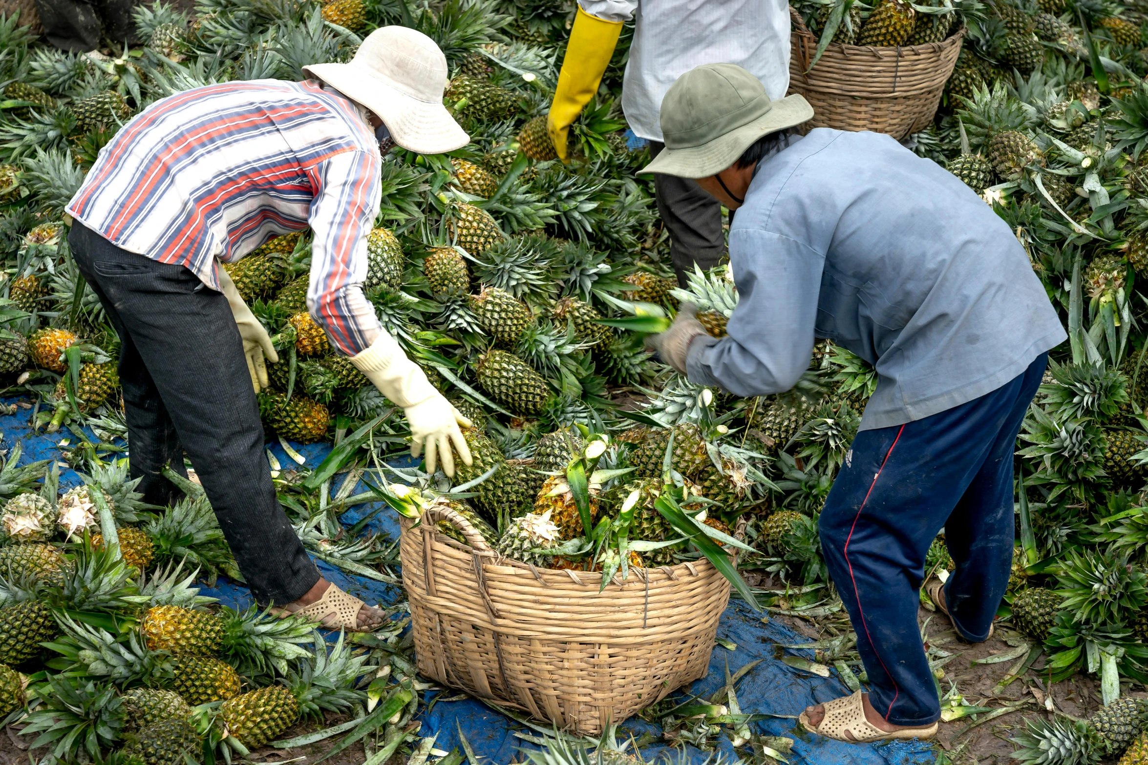 a group of people picking pineapples from a field, avatar image, maintenance photo, thumbnail, market