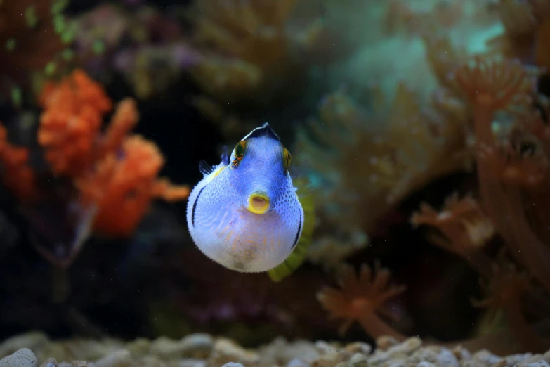 a close up of a fish in an aquarium, by Gwen Barnard, pexels contest winner, mingei, puffy, instagram post, blueish, tiny mouth