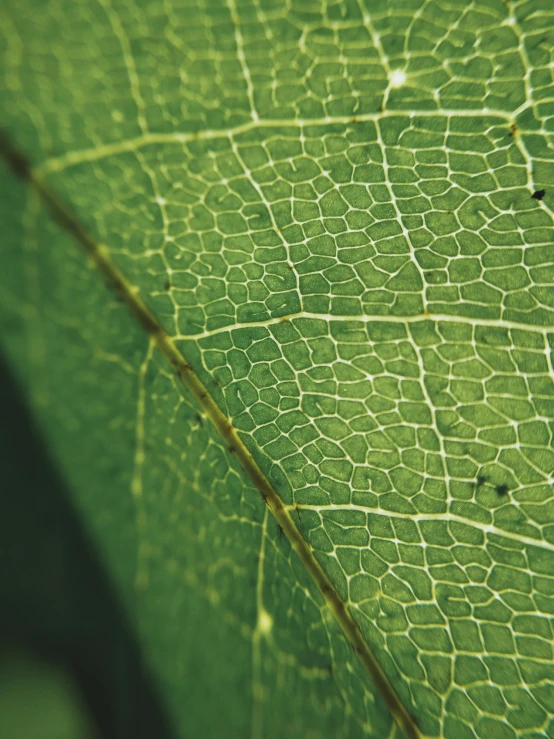 a close up of a leaf of a plant, quixel megascans, promo image, multi-part, cinematic photograph