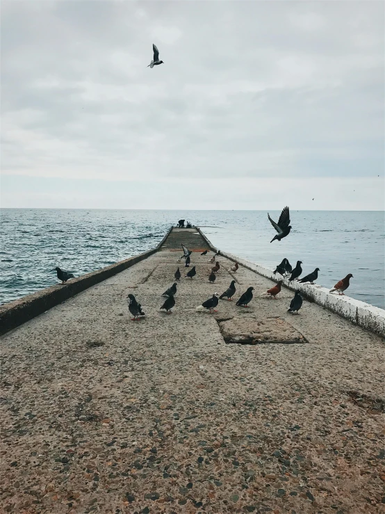 a flock of birds standing on top of a pier next to the ocean