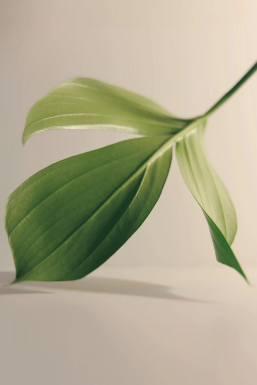 a close up of a green leaf on a white surface, trending on unsplash, photorealism, portrait of tall, bending down slightly, lily frank, ilustration