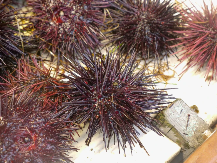 a close up of a bunch of sea urchins, by Carey Morris, hurufiyya, gardening, reds, mini model, ready to eat