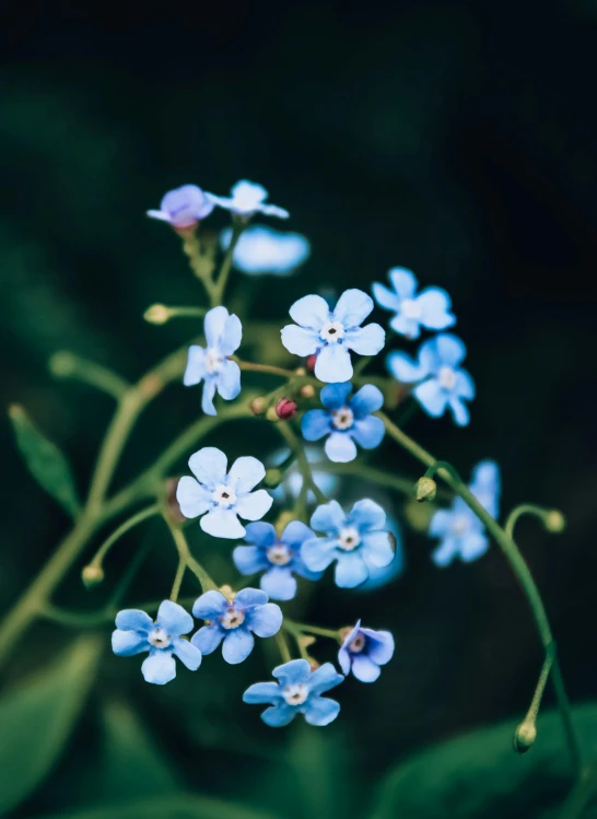 a close up of a bunch of blue flowers, a macro photograph, unsplash, instagram post, vine and plants and flowers, avatar image, cinematic medium shot