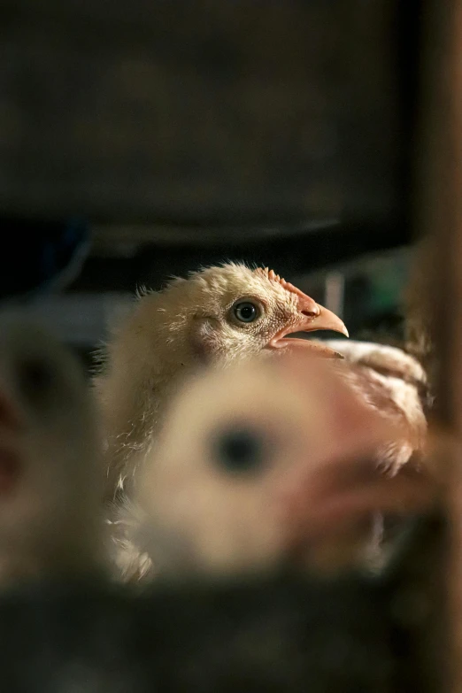 a close up of a baby bird in a cage, by Jan Tengnagel, unsplash, renaissance, inside a farm barn, chickens, shot from cinematic, a blond