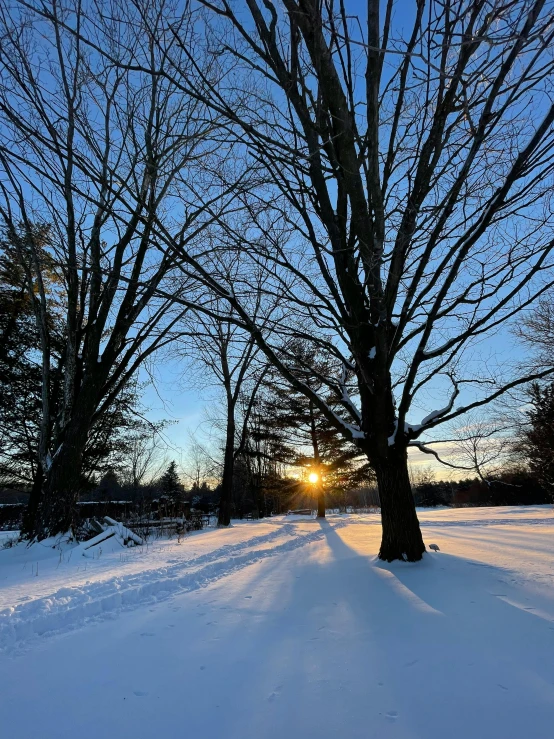 a tree that is standing in the snow, during a sunset