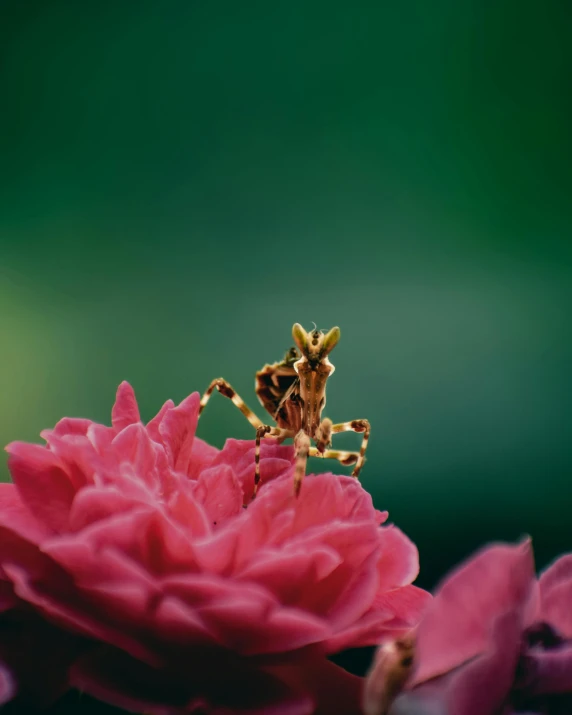 a bug sitting on top of a pink flower, holding a flower