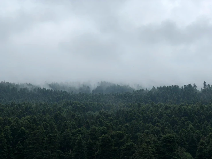 a herd of cattle grazing on top of a lush green field, pexels contest winner, hurufiyya, dark foggy forest background, pine forests, a wooden, covered in clouds