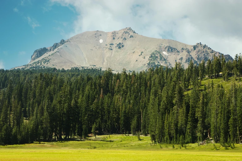 a herd of cattle grazing on top of a lush green field, unsplash contest winner, hurufiyya, tall pine trees, snowy peak, california, seen from a distance