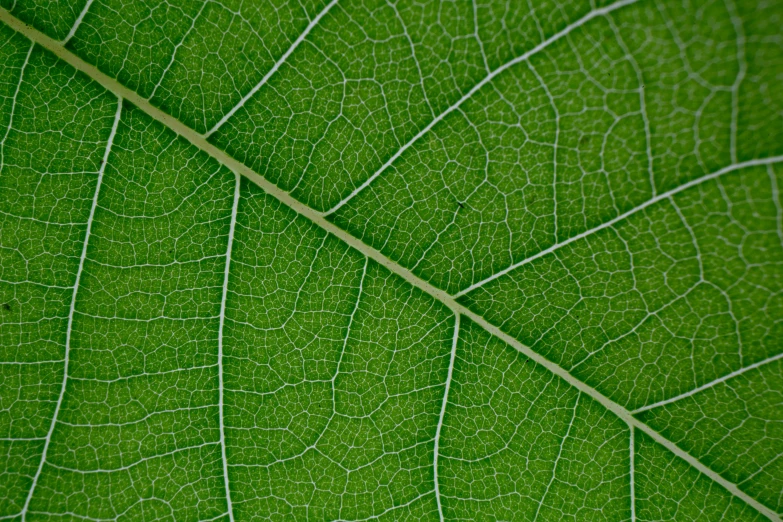 a close up view of a green leaf, by Jan Rustem, highresolution, biophilia, high quality detail, panels