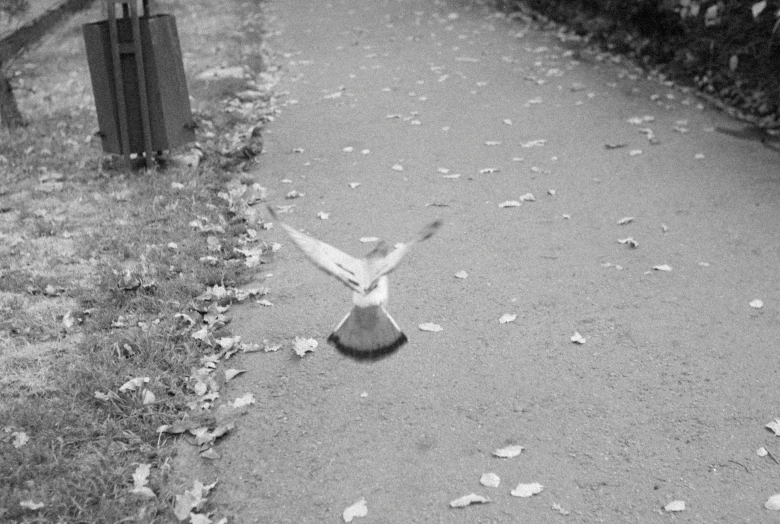 a black and white photo of a bird flying in the air, happening, sidewalk, realistic footage, photographed on colour film, 2 4 0 p footage