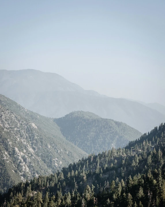 a herd of cattle standing on top of a lush green hillside, a photo, by Morgan Russell, dark pine trees, sitting atop a dusty mountaintop, mount olympus, lgbtq