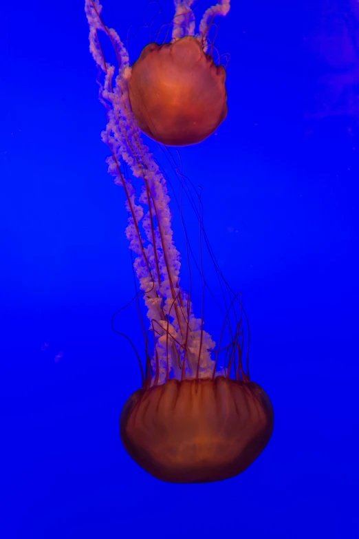 a jellyfish that is floating in the water, by Mandy Jurgens, aquarium, - n 9, ( ( photograph ) )