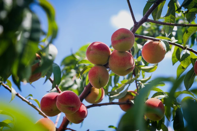 a bunch of peaches growing on a tree, by David Garner, unsplash, low angle wide shot, 2 5 6 x 2 5 6 pixels, pink, cream