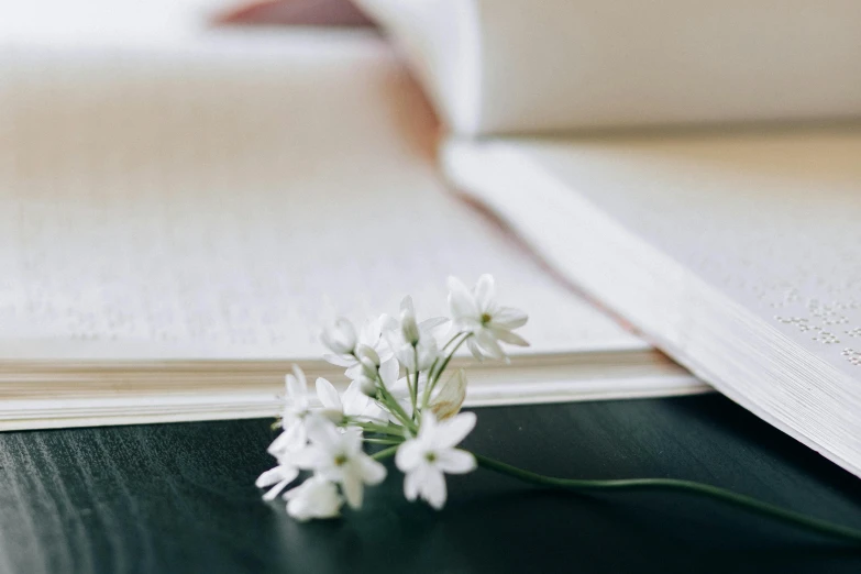 a white flower sitting on top of an open book, unsplash, private press, background image, gypsophila, close-up photo