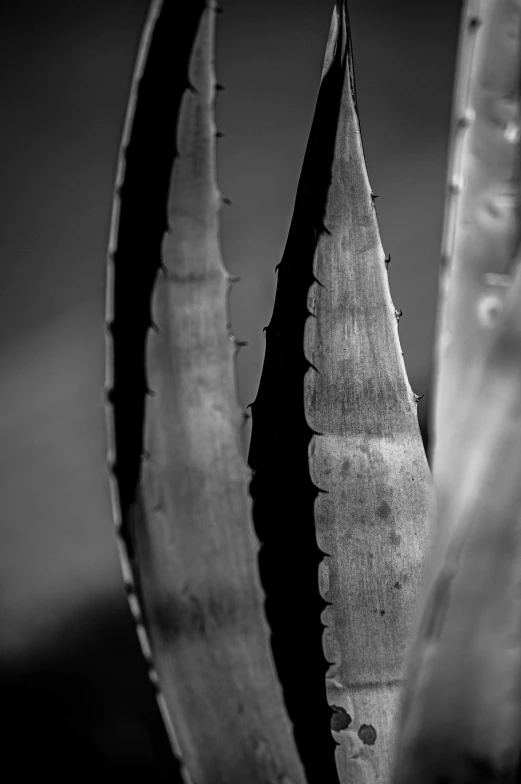 a black and white photo of a plant, a black and white photo, inspired by Edward Weston, unsplash, made of cactus spines, sharp claws and sharp teeth, sharp focus », metal plate photograph