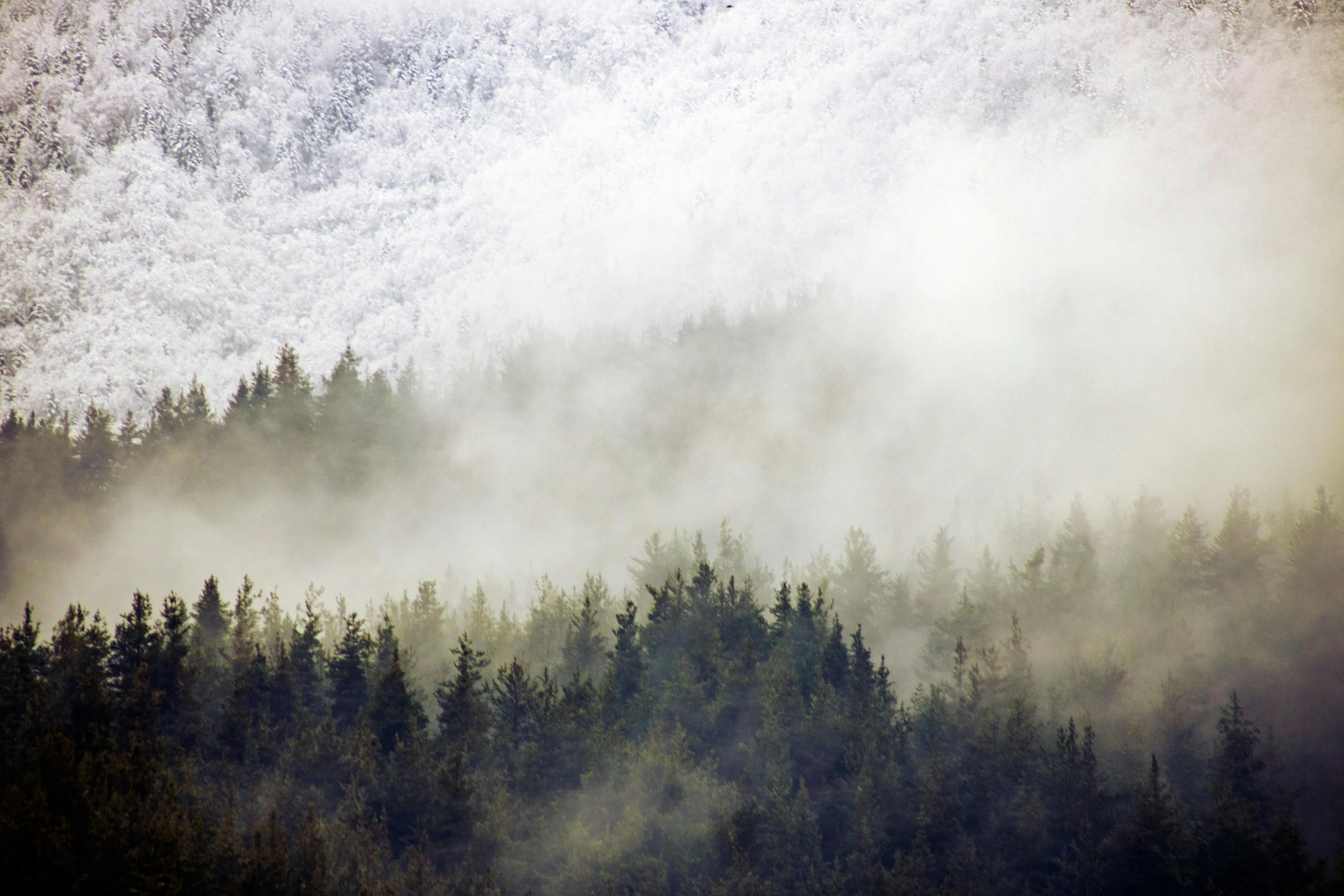 a herd of cattle grazing on top of a lush green field, inspired by Elsa Bleda, pexels contest winner, romanticism, snowing in the forest, white fog painting, fir trees, winter photograph