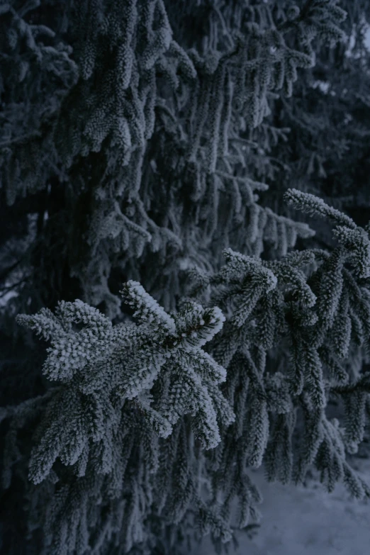 a man riding skis down a snow covered slope, an album cover, inspired by Arthur Burdett Frost, unsplash, tonalism, many thick dark knotted branches, black fir, close - up photograph, midnight-blue