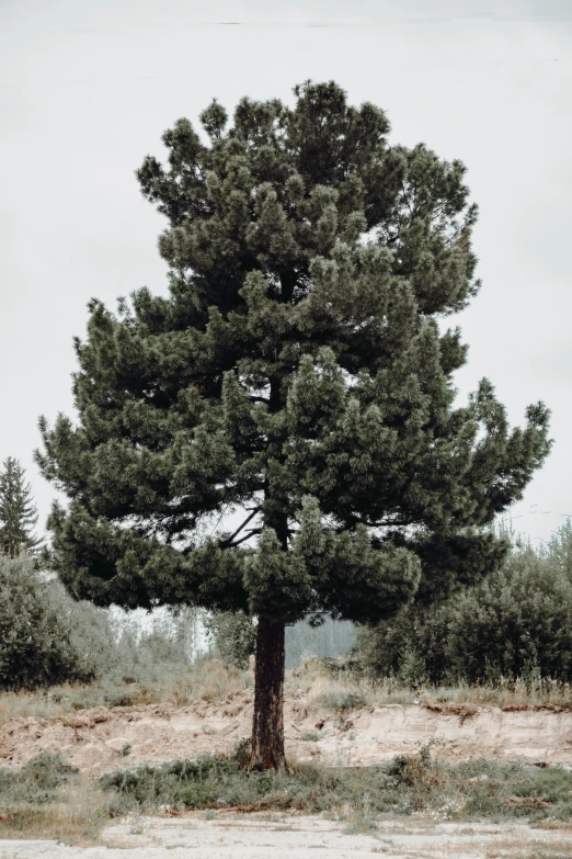 a lone tree sitting in the middle of a field, tall pine trees, low quality photo, ((trees)), epic ultrawide shot